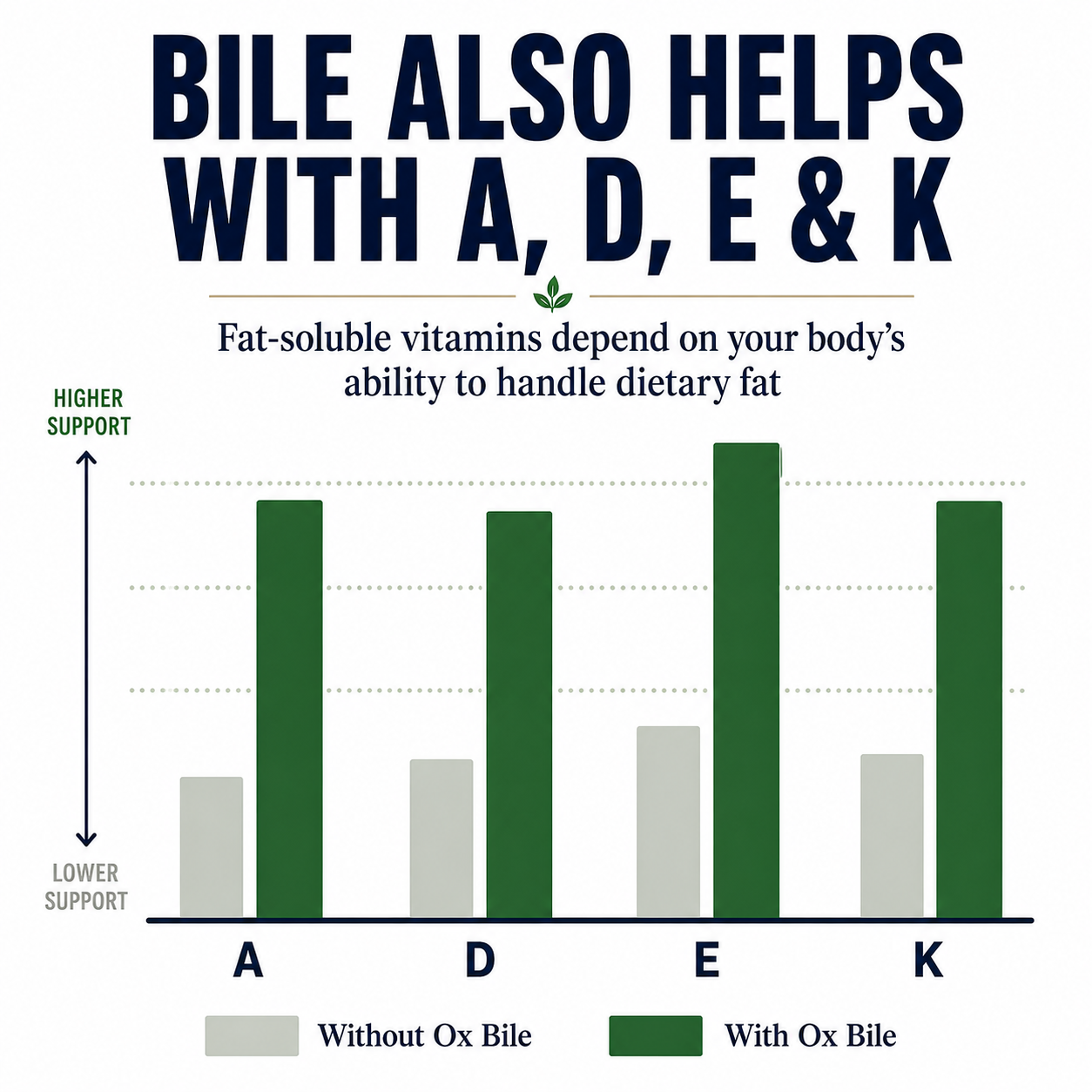 Bile also helps with fat-soluble vitamins A, D, E and K